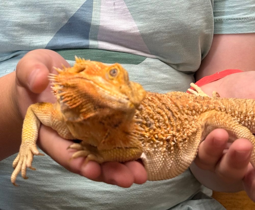 A close-up photo of an orange lizard being held in a child's hands.