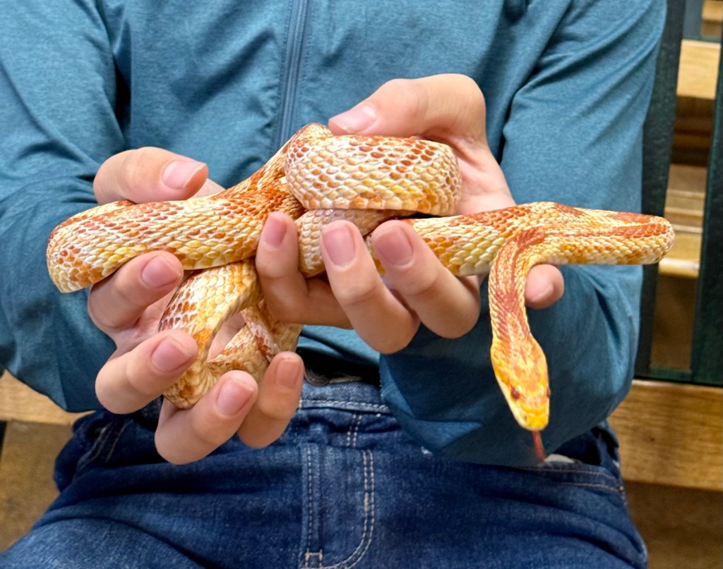 A close-up photo of a child's hands holding a curled up yellow and orange snake