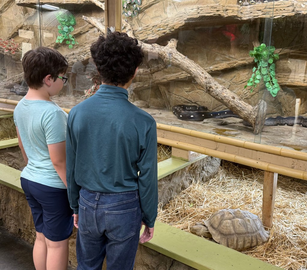 The backs of two male children observing the zoo exhibit of large tortoises and an anaconda snake above the tortoises.