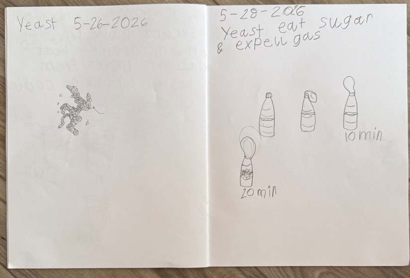 A two page spread from a child's science journal. The left page is a drawing of yeast under a microscope. The right page shows drawing of what happens when to a balloon on the top of a bottle when the yeast in the water eats sugar and expels gas.